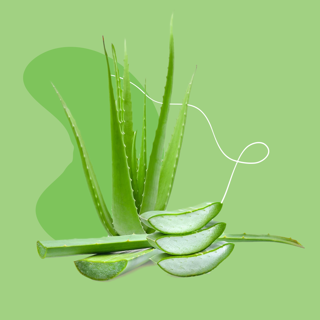 wo aloe vera pflanze kaufen Aloe Vera 2 Pflanzen Ø10,5cm 40cm online Zimmerpflanze kaufen main image 1